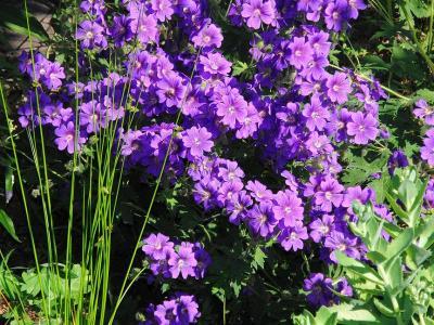 Bild zu Das ist doch Storchenschnabel, oder? - Garten Forum