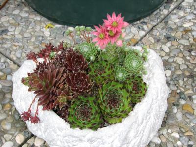 Bild zu mein Hauswurz - Garten Forum