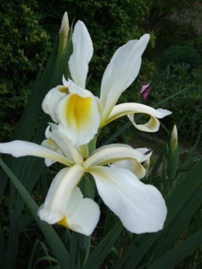 Bild zu Unser Überraschungs-Garten :) - Garten Forum