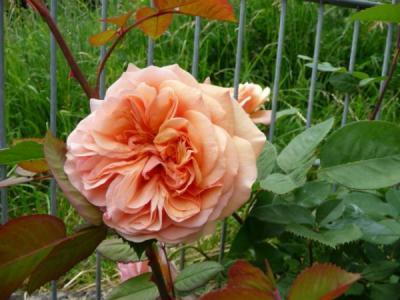 Bild zu Darf ich euch einpaar Bilder von meinem Garten zeigen, aktuell von heute... - Garten Forum