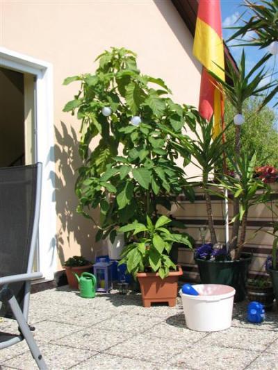 Bild zu