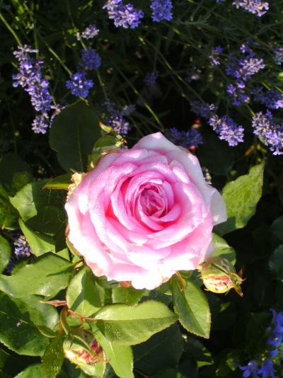 Bild zu Meine Rosen........ - Garten Forum