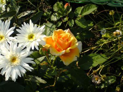 Bild zu 