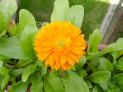 Bild zu Möchte einfach mal ein paar Bilder zeigen - Garten Forum