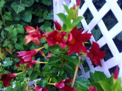 Bild zu möchte euch auch ein... - Garten Forum