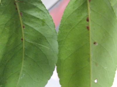 Bild zu Blattläuse an Citrusbäumen - Garten Forum