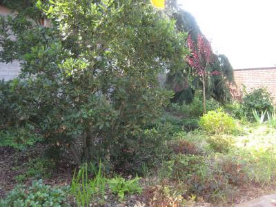 Bild zu Fotoooos - Garten Forum