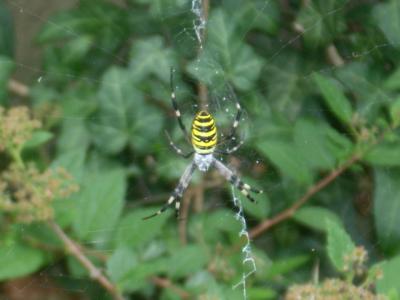 Bild zu Spinne - Garten Forum