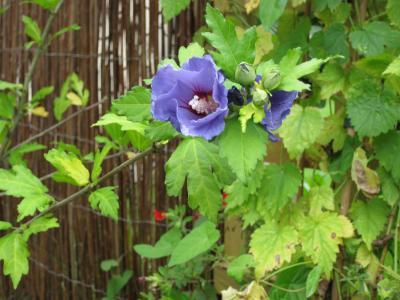 Bild zu Roseneibisch /Hibiscus - Garten Forum