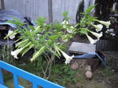 Bild zu meine engelstrompeten - Garten Forum