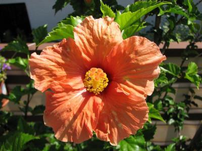 Bild zu Hier mal wieder Bilder von meinen Blumen. - Garten Forum