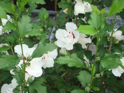Bild zu brauche hilfe! - Garten Forum
