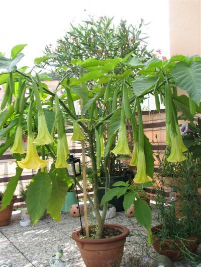 Bild zu meine Engelstrompete - Garten Forum