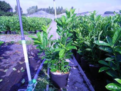 Bild zu hat jemand interesse an kirschlorbeer? - Garten Forum