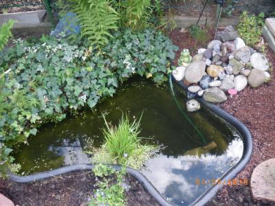 Bild zu Miniteich neu gestalten-JETZT IST FERTIG !!! Mit Fotos - Garten Forum