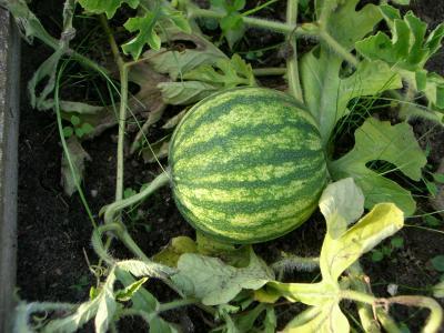 Bild zu Wassermelonen von meiner 4 jährigen Tochter gepflanzt... - Garten Forum
