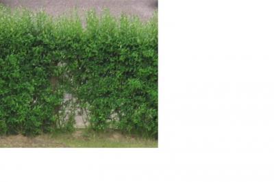 Bild zu Frage zu Ligusterhecke - Garten Forum