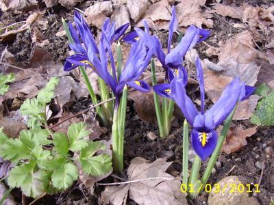 Bild zu blau, blau, blau - blühen meine Zwergiris!!! - Garten Forum
