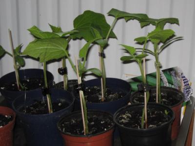 Bild zu Gurken - soll ich´s schon wagen ? - Garten Forum