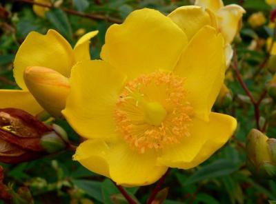 Bild zu Hypericum - hat jemand diesen Busch? Frage - Garten Forum