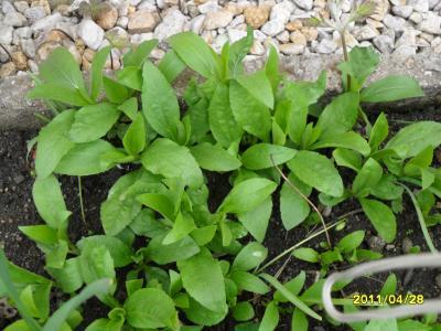 Bild zu Bitte sagt mit was das ist: - Garten Forum