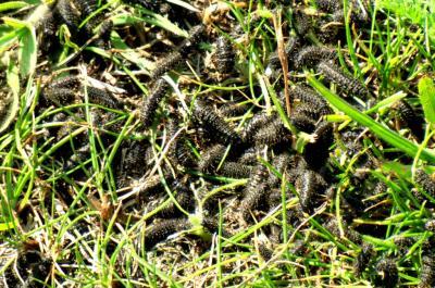 Bild zu Kennt jemand diese Tierchen? - Garten Forum