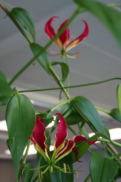 Bild zu Was ist das? - Garten Forum
