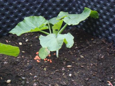 Bild zu Was könnte das sein, korallenfärbige Kugerl im Hochbeet???? - Garten Forum