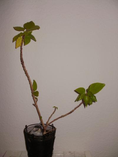 Bild zu Hibiscus - Garten Forum