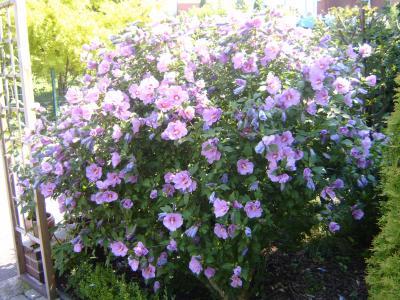 Bild zu mein Hibiskus...Vorher - Nachher - so traurig - Garten Forum