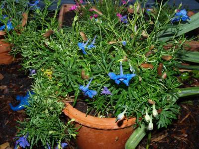 Bild zu Schneckenalarm, was kann ich tun? - Garten Forum
