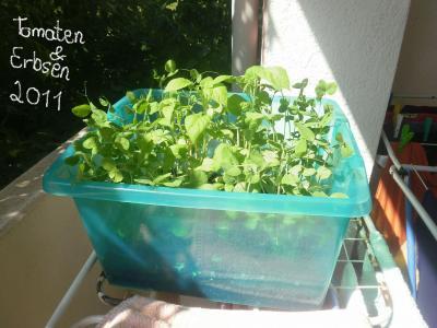 Bild zu Sohnemann und ich versuch uns im Anbau von Erbsen und Tomaten - Garten Forum