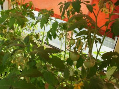 Bild zu *freu* (silopo) - Garten Forum