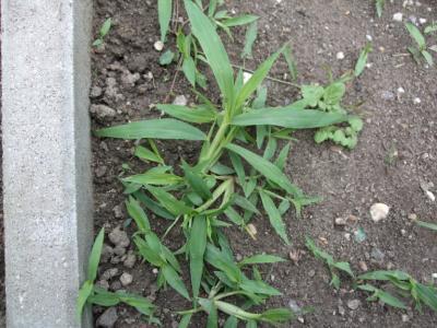 Bild zu Kann mir jemand sagen, was das für eine Pflanze ist? - Garten Forum