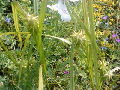 Bild zu Kennt jemande DIESE Pflanze?! - Garten Forum