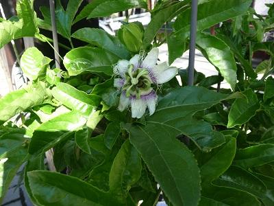Bild zu Pombärsamen- wer war hatte noch ausgesät? Meine blüht, mit Bild - Garten Forum
