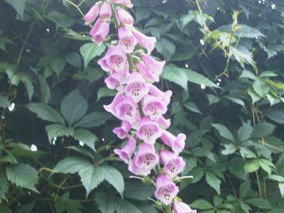 Bild zu Ist das eine Stockrose? - Garten Forum
