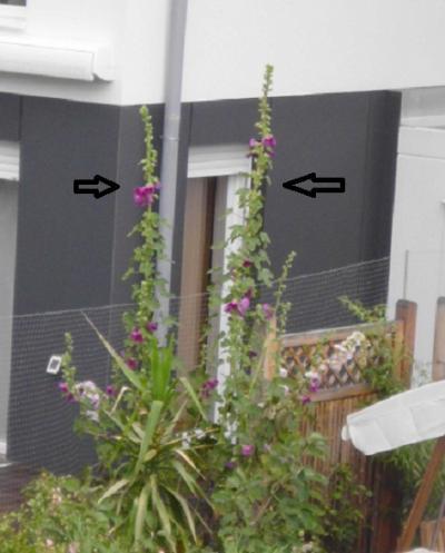 Bild zu was ist das für eine Blume? - Garten Forum