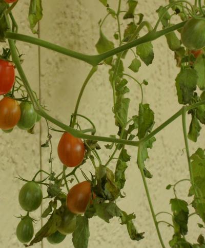 Bild zu Tomatenblätter schlaff? - Garten Forum