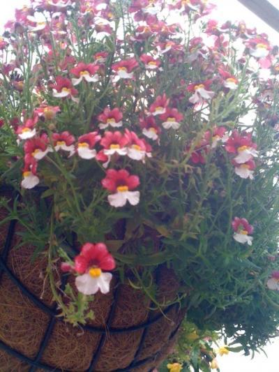 Bild zu Was bin ich? Hilfe bei der Pflanzenbestimmung gesucht ;) - Garten Forum