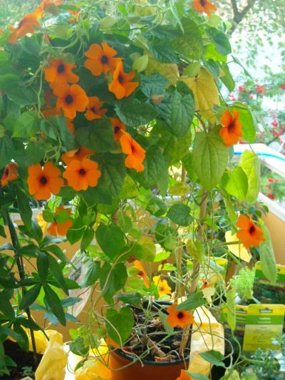 Bild zu pflanzenfrage - Garten Forum