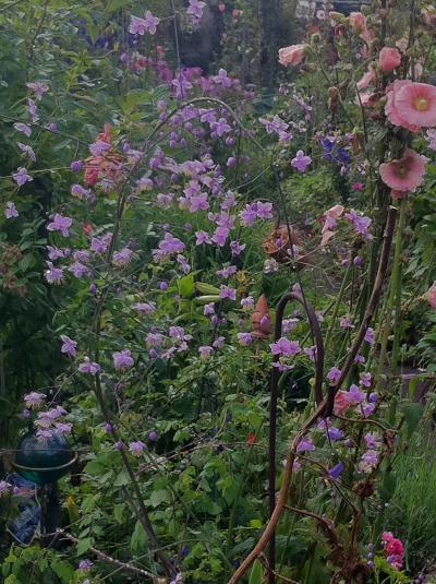 Bild zu ich suche den namen folgender pflanze - Garten Forum