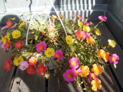 Bild zu Portulakröschen - Garten Forum