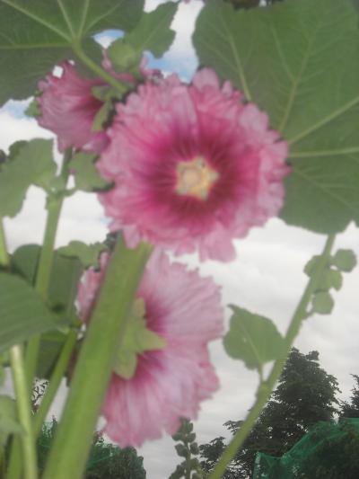 Bild zu stockrosen samen und engelstrompeten ableger versch.farben abzugeben - Garten Forum