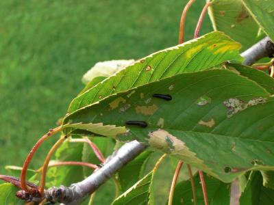 Bild zu HILFE! Was sind das für Tierchen?? - Garten Forum