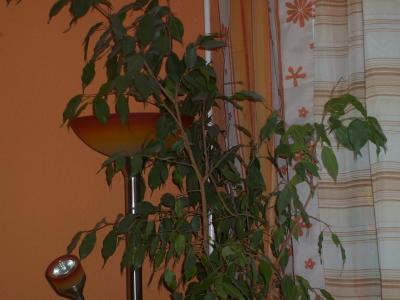 Bild zu hier die fotos von den Pflanzen, sind floristen da, Bild 1 - Garten Forum