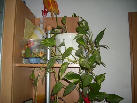 Bild zu 