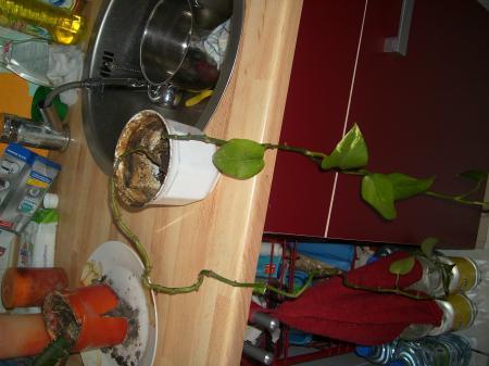 Bild zu 