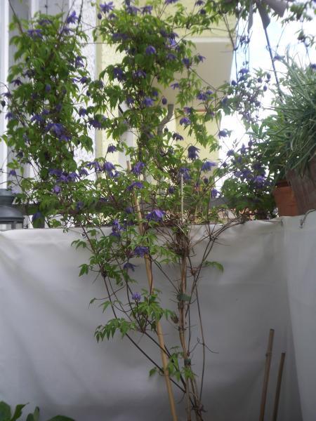 Bild zu