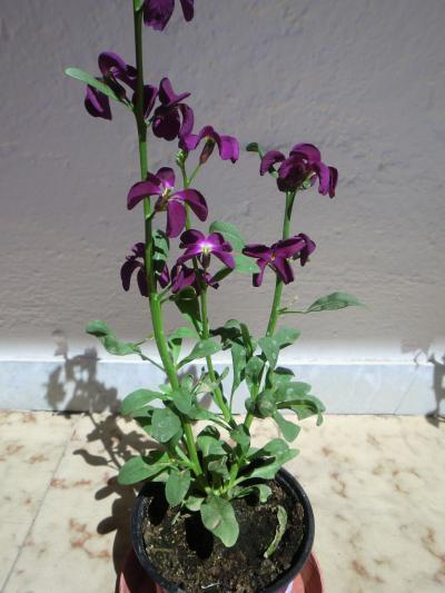 Bild zu Was ist das für eine Pflanze? - mit Bildern - Garten Forum